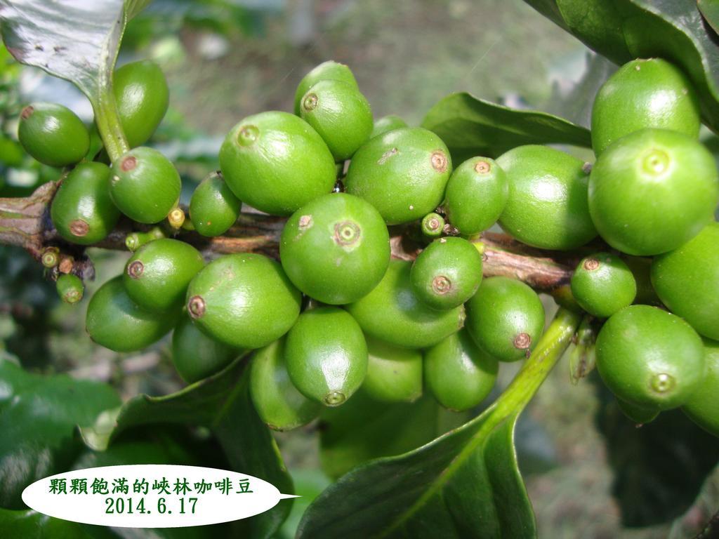 Taroko Sialin Coffee Farm Homestay Xiulin Luaran gambar