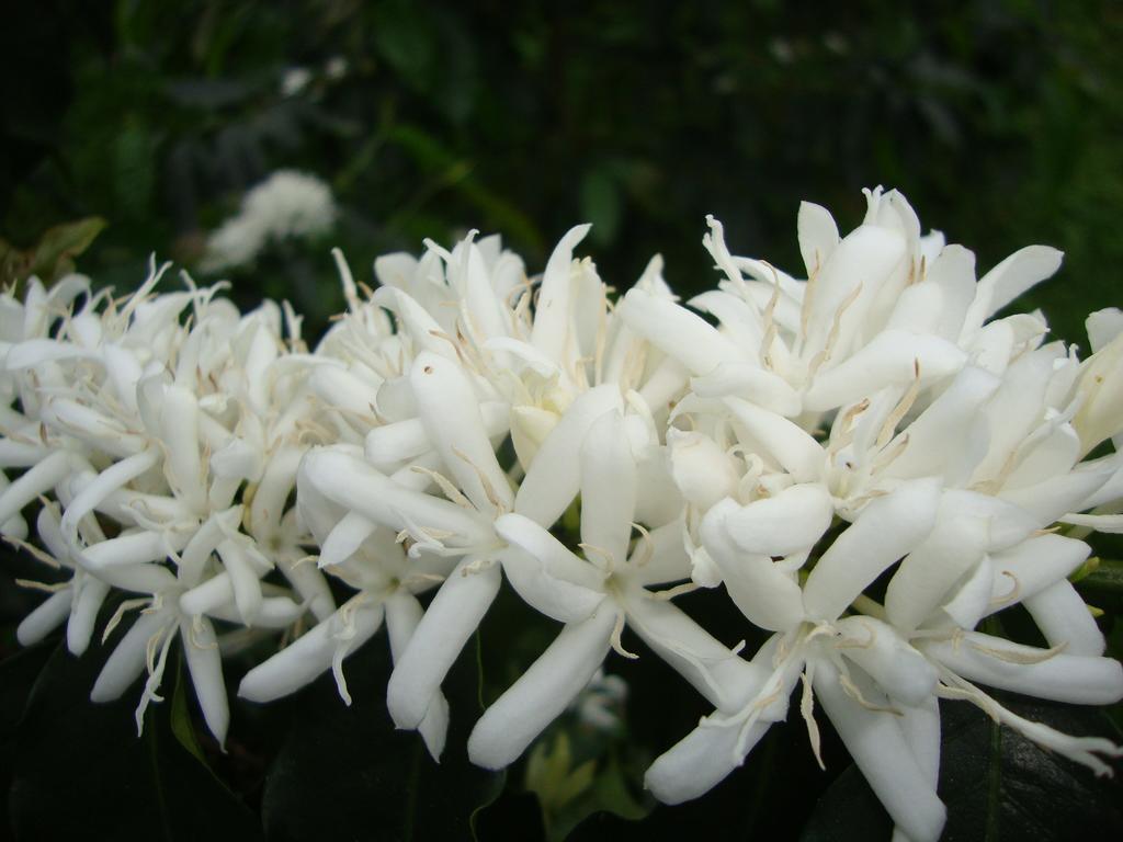 Taroko Sialin Coffee Farm Homestay Xiulin Luaran gambar