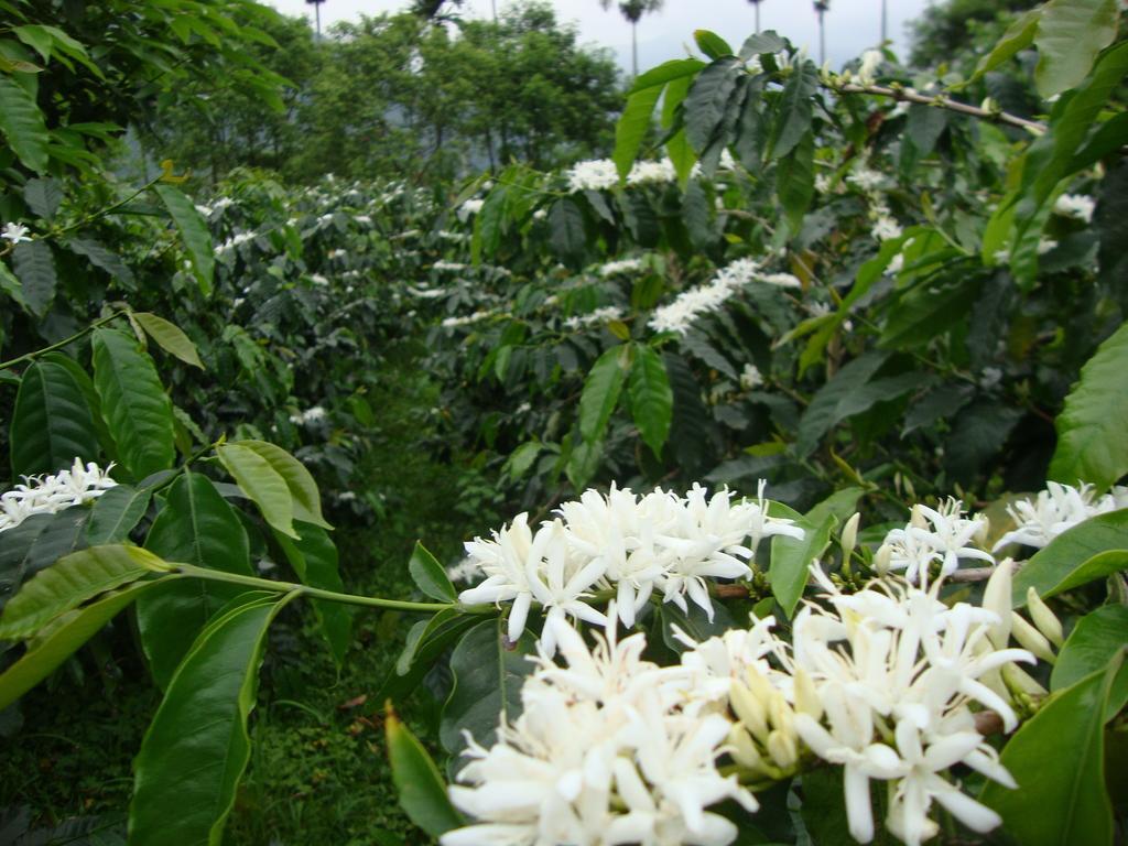 Taroko Sialin Coffee Farm Homestay Xiulin Luaran gambar