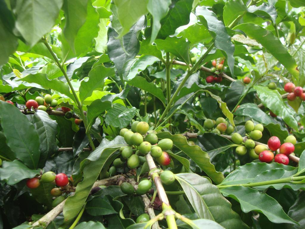 Taroko Sialin Coffee Farm Homestay Xiulin Luaran gambar